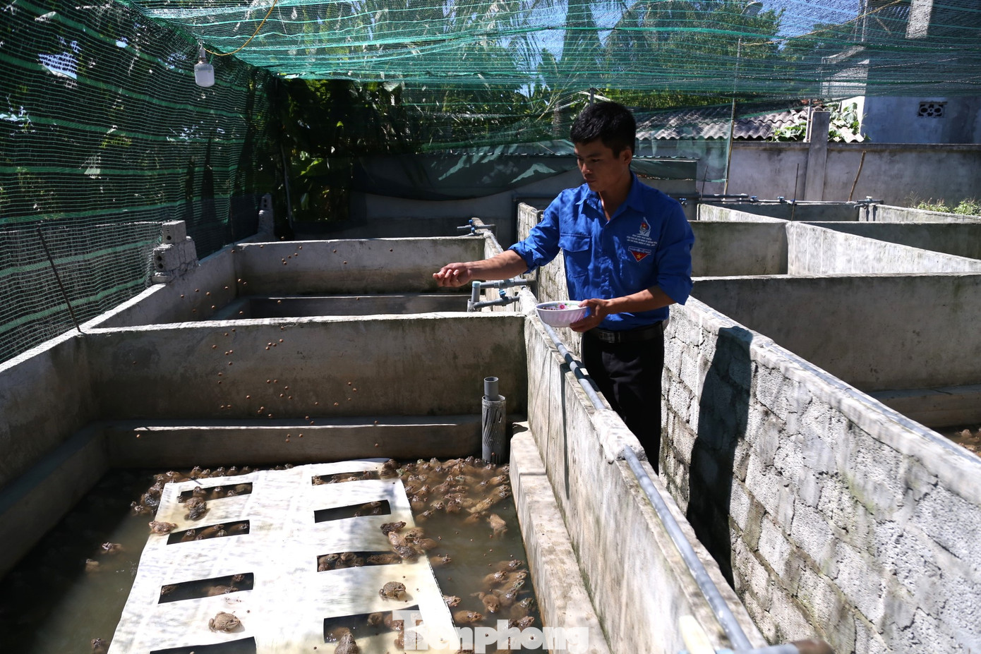 Thức ăn của ếch chủ yếu là cám cò công nghiệp