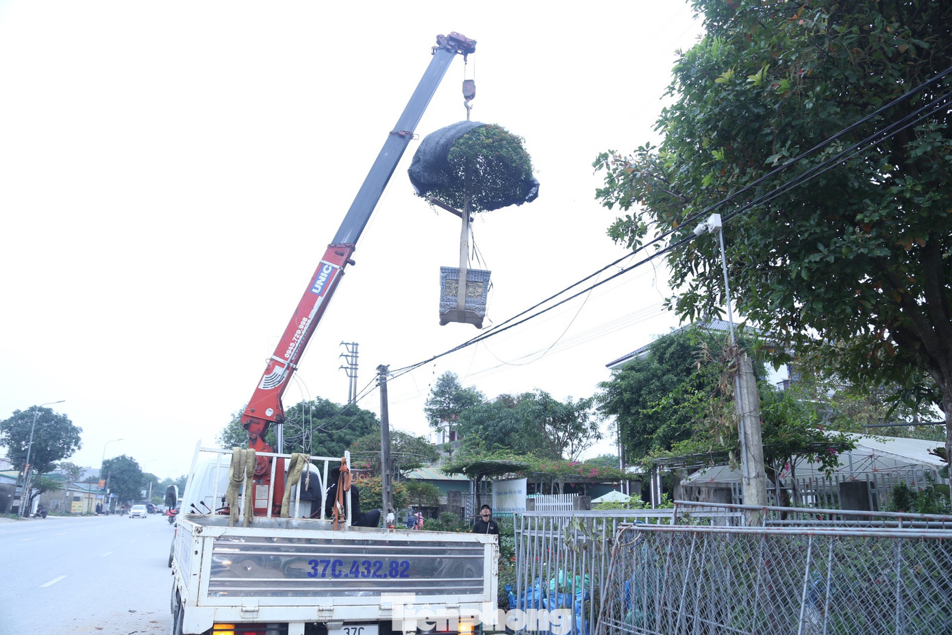 Nhiều chậu hoa, cây cảnh lớn buộc phải sử dụng xe cẩu chuyên dụng để vận chuyển.
