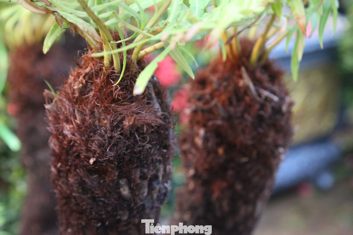 Dương xỉ cổ đại mang vẻ đẹp hoài cổ, tán lá đẹp, xanh mướt quanh năm.