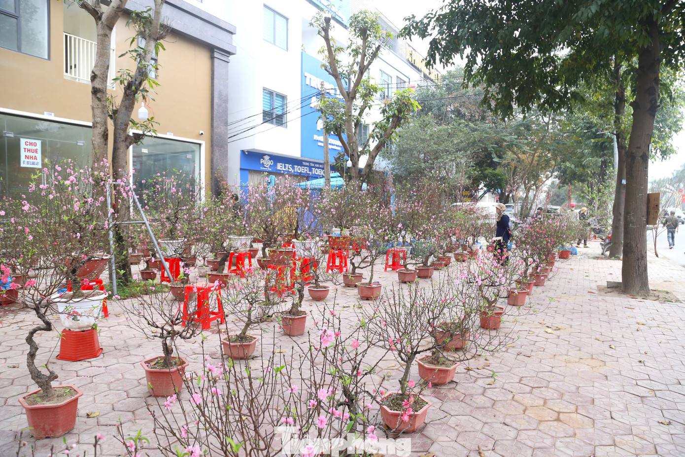 Cách đó không xa, chị Huỳnh Thị Thủy (trú tỉnh Nam Định) cũng đang “đứng ngồi không yên” khi còn hơn 100 gốc đào. Từ ngày 28 Tết, chị Thủy đã treo biển “xả hàng về quê” nhưng tình hình vẫn không mấy khả quan.