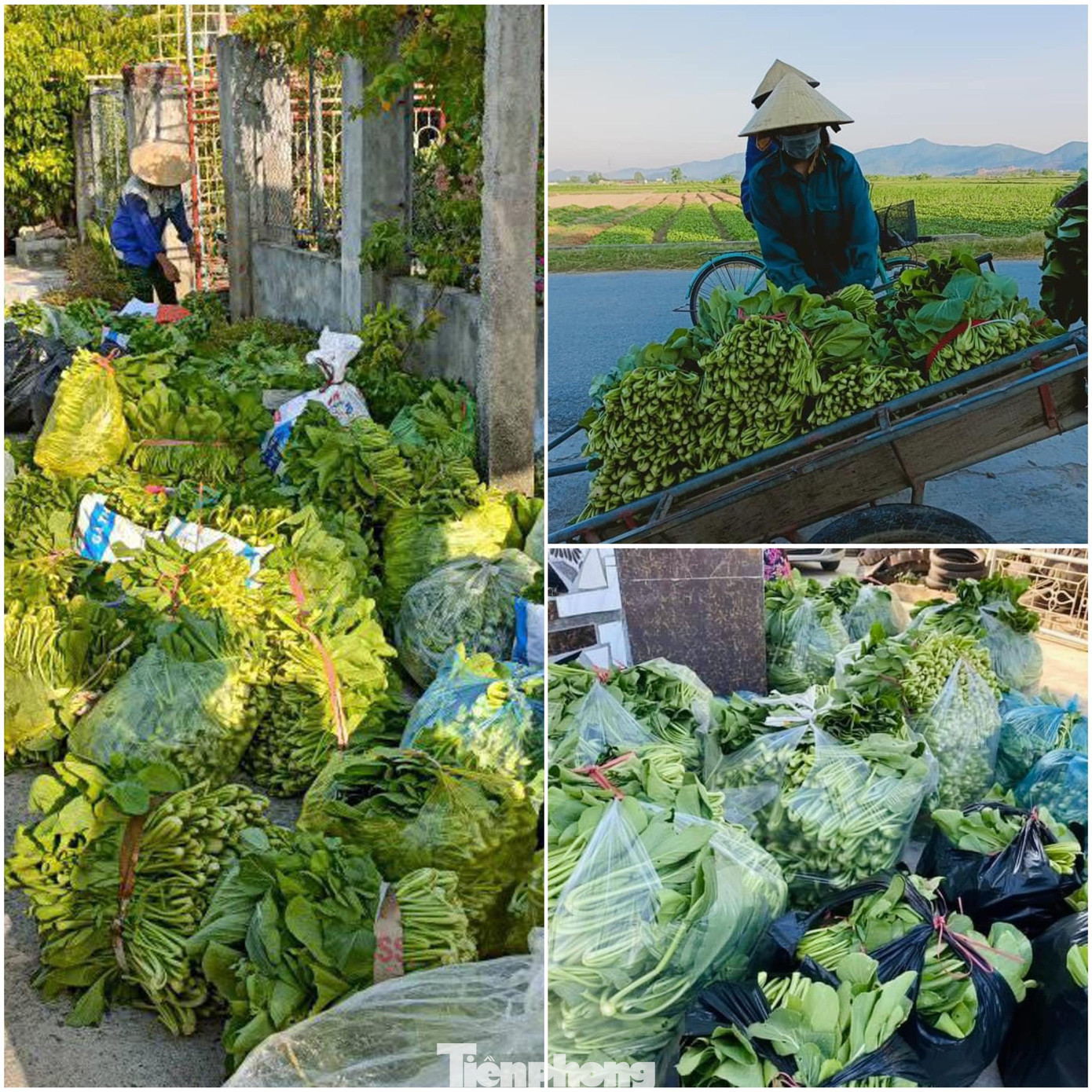 Hàng nghìn tấn rau không có thương lái thu mua