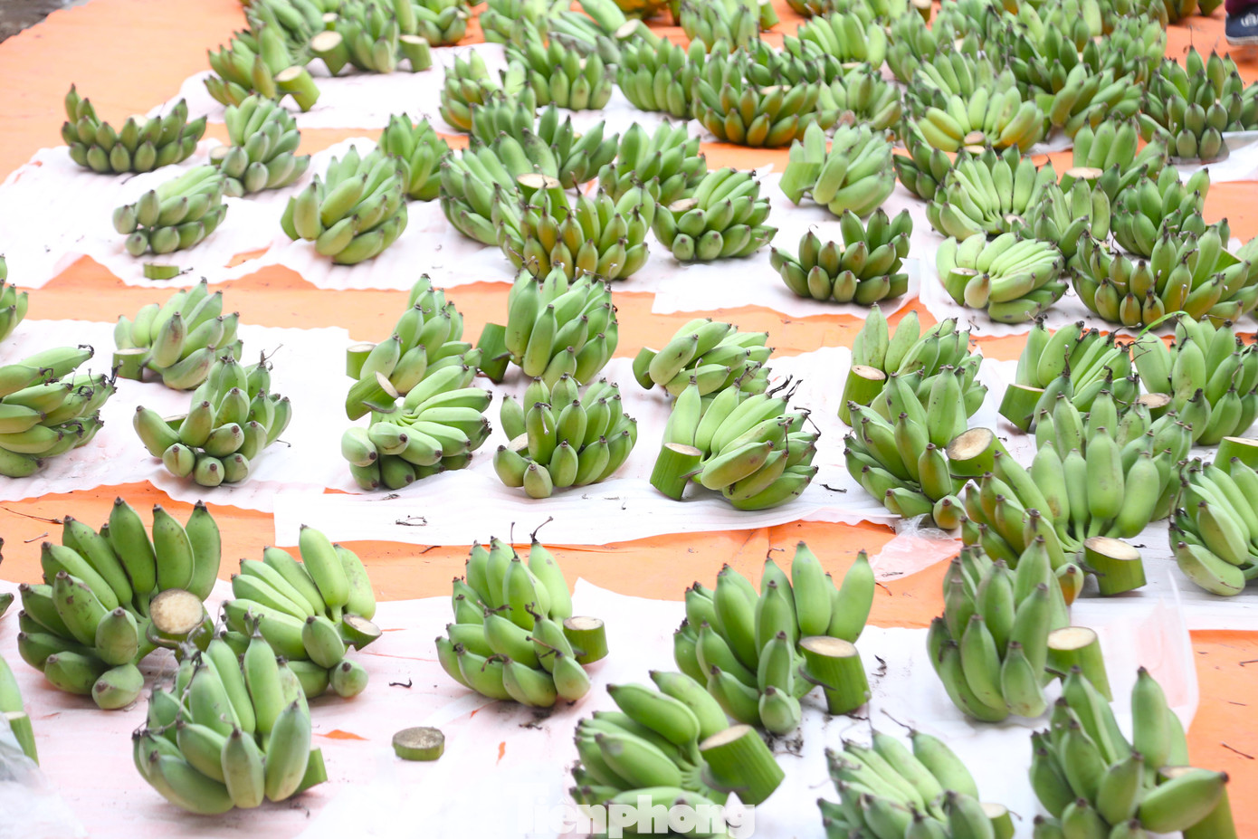 Theo ghi nhận, năm nay, tại các chợ dân sinh trên địa bàn thành phố Vinh (Nghệ An), giá chuối xanh để bày mâm ngũ quả tăng vọt so với mọi năm. Chuối xanh được bán với giá 130.000-500.000 đồng mỗi nải, tùy thuộc vào dáng, màu sắc và số quả chẵn, lẻ. Các nải có số quả lẻ (15, 17, 19... quả) có giá cao hơn hẳn, do theo quan niệm thờ cúng, lẻ là số dương, mang lại nhiều lộc cho gia chủ.