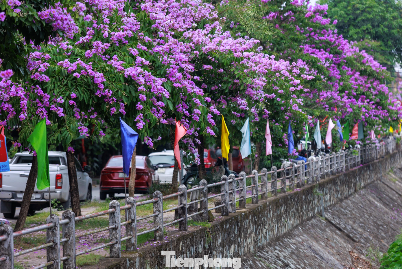 Bằng lăng được trồng nhiều ở thành phố Vinh (Nghệ An). Tại một số tuyến đường như Phùng Chí Kiên, Namyangju-Dasan,… bằng lăng được trồng thành hàng, tạo nên cảnh sắc ấn tượng.