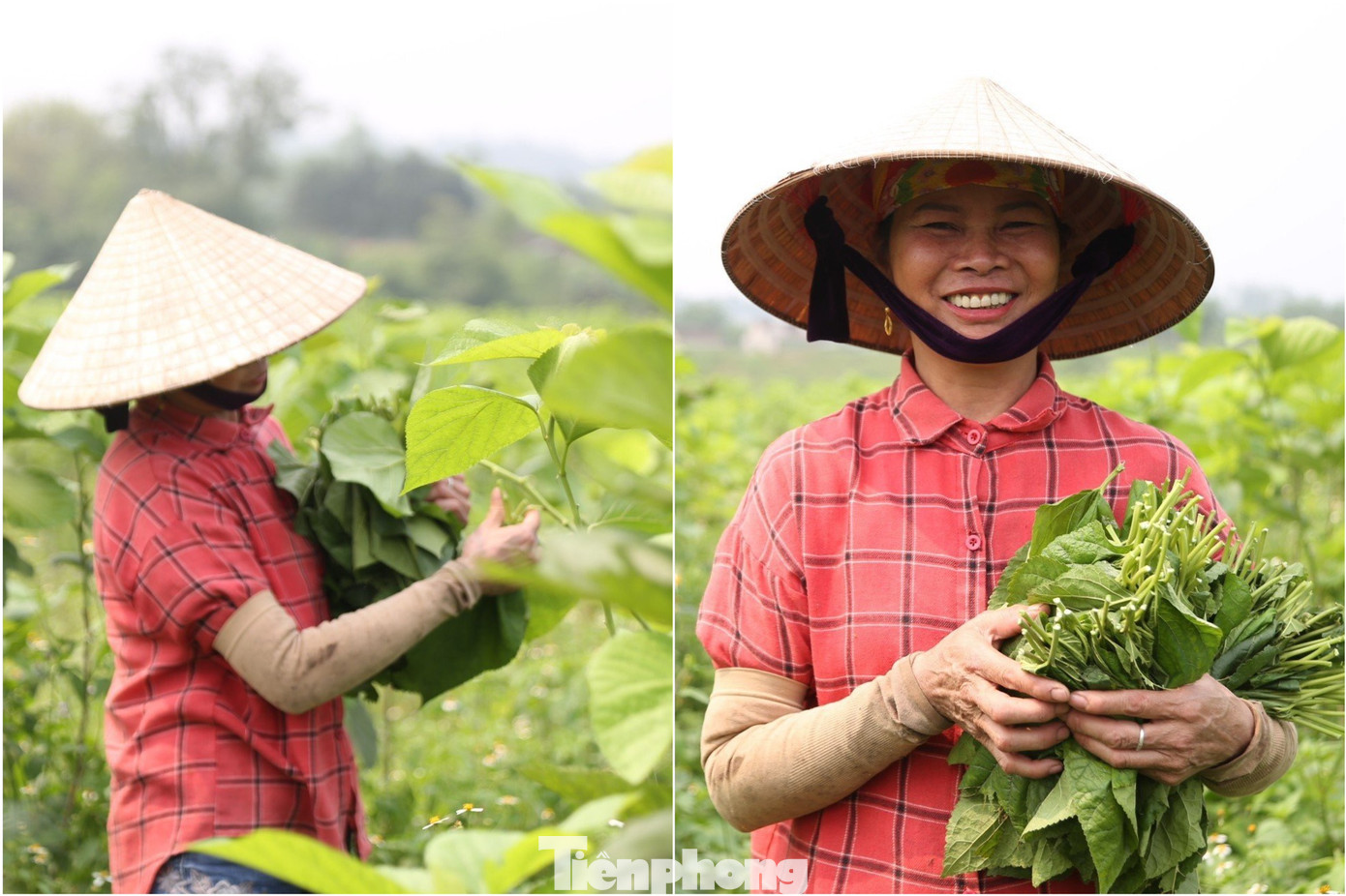 Giống dâu mới cho lá nhiều, xanh, to gấp 4 lần giống dâu truyền thống, là nguồn thức ăn tốt cho tằm.