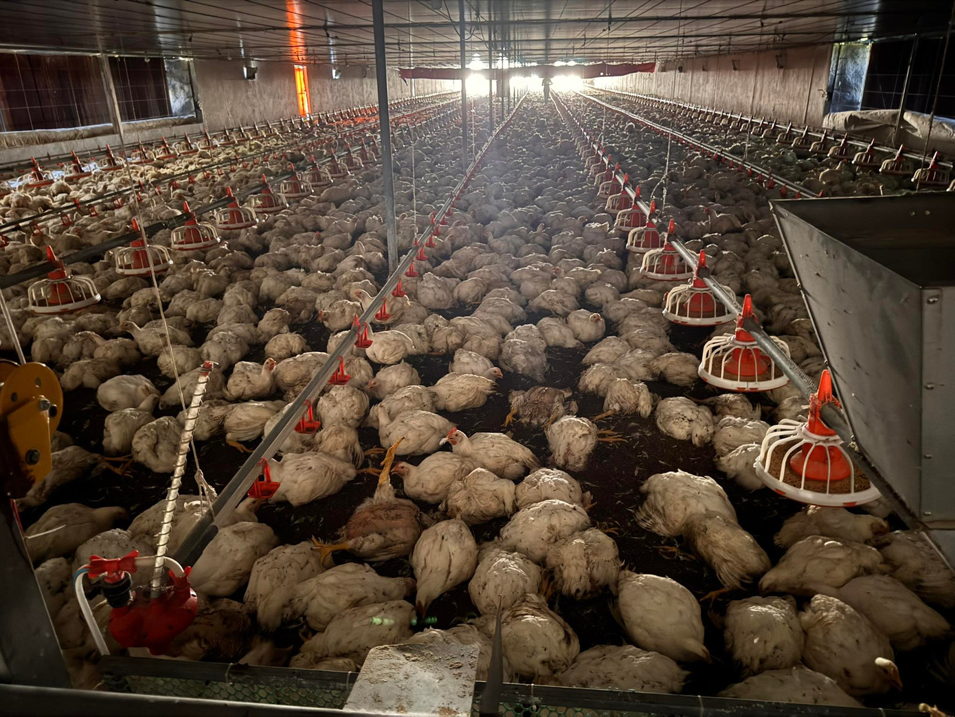 Hơn 10.000 con gà của anh Tư bị chết ngạt do chập điện