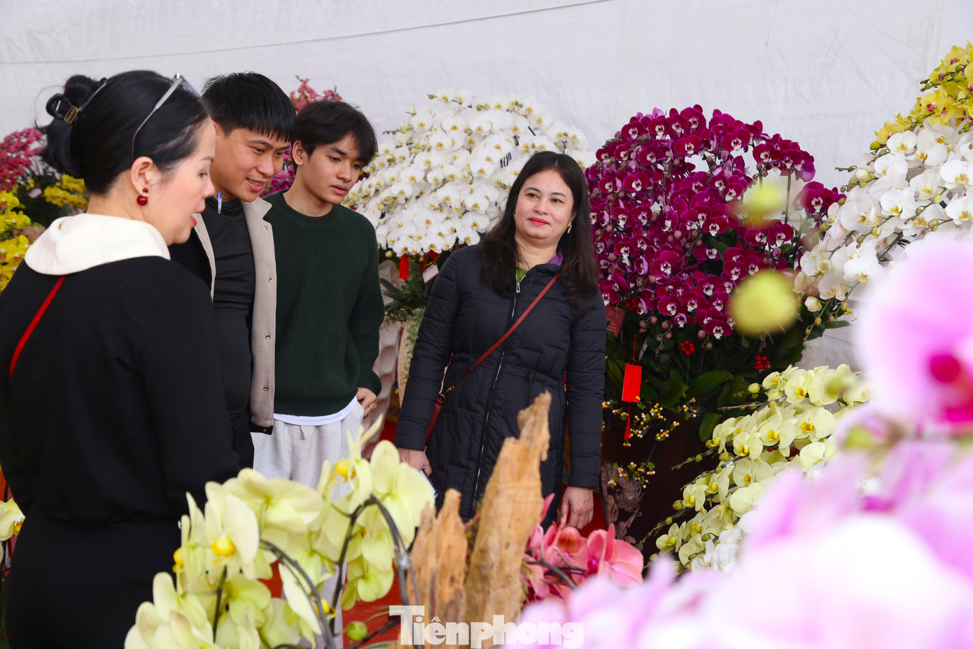 Những năm gần đây, lan hồ điệp được nhiều người ưa chuộng bởi vẻ đẹp về hình dáng, màu sắc đa dạng và đặc biệt lâu tàn phai. Năm nay, bên cạnh những chậu lan truyền thống cắm trên bình sứ, nhiều cơ sở đầu tư cắm lan hồ điệp trên gỗ lũa để thu hút khách hàng.