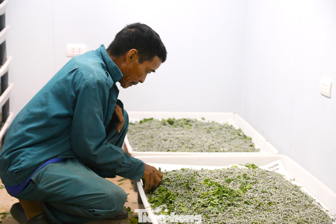 Ông Đinh Văn Đường (58 tuổi, trú ở huyện Đức Thọ, tỉnh Hà Tĩnh), người được phân công phụ trách chăm sóc tằm ở giai đoạn tuổi 1 cho biết, ngoài việc thức ăn đúng tiêu chuẩn, phải đảm bảo môi trường sống thích hợp cho tằm. “Ở giai đoạn này, nhiệt độ trong phòng phải ở mức 25 - 27 độ C, độ ẩm 80 - 85%. Ngoài việc lắp điều hòa để duy trì nền nhiệt, trong phòng luôn phải có máy phun sương tạo độ ẩm”, ông Đường cho hay.