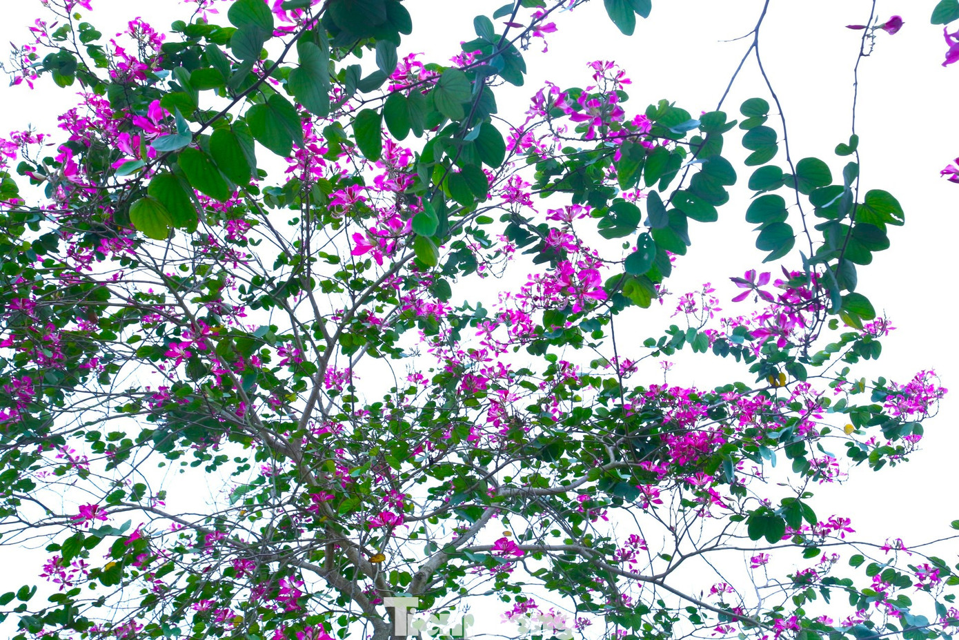 Những cánh hoa mỏng manh khoe sắc hương.