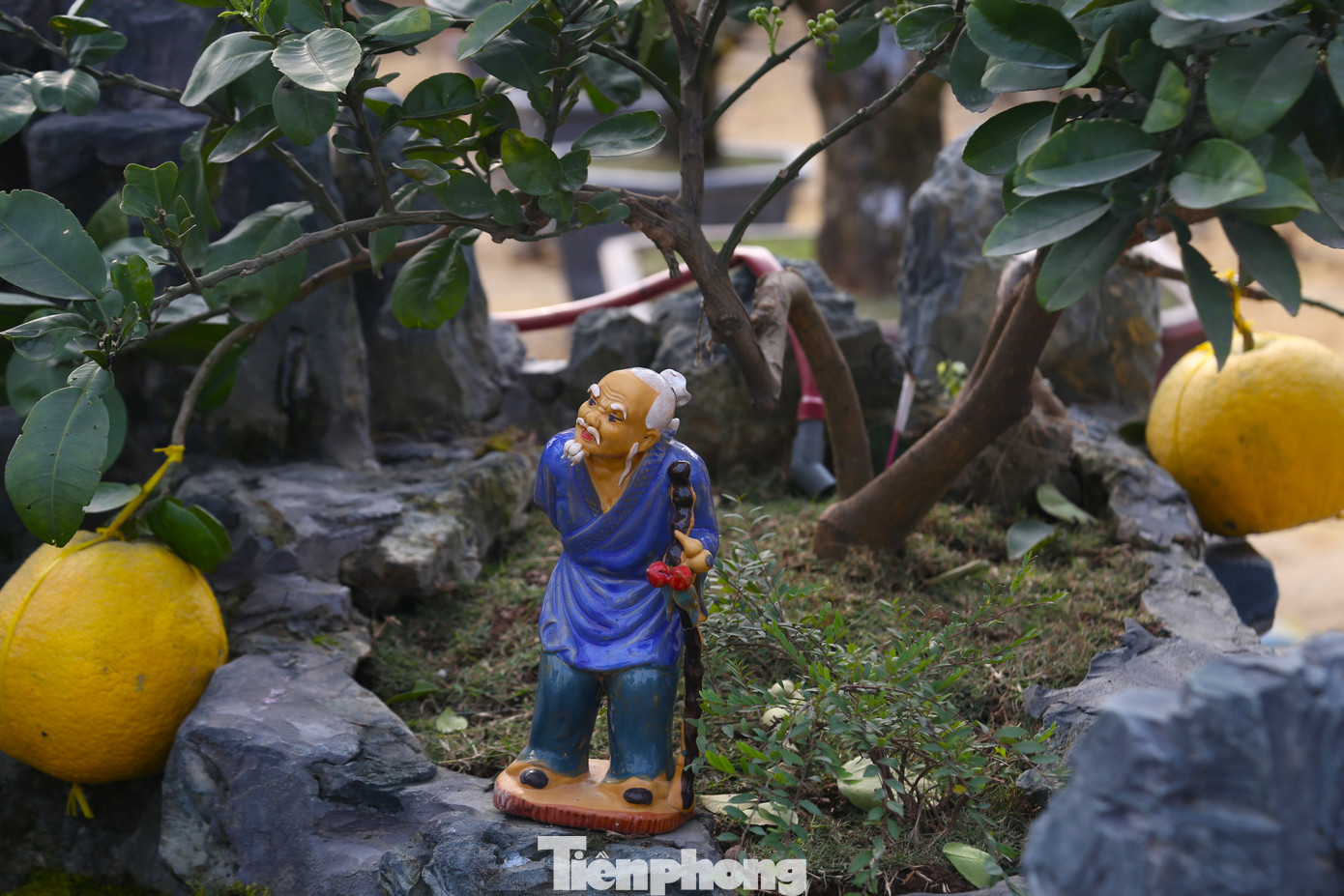 Gốc đào được trang trí tiểu cảnh, hòn non bộ