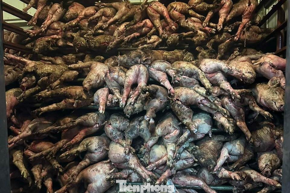 Ngay sau khi xảy ra vụ cháy, gia đình đã gom lợn chết lại, phân loại, mổ thịt để cấp đông, đồng thời bán giá rẻ để thu hồi vốn. Người dân mua giúp gia đình thịt lợn để hỗ trợ.