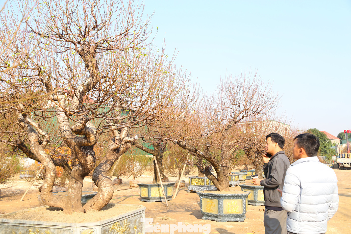 Theo các chủ vườn, những gốc đào to chỉ bán được vào thời điểm này và chủ yếu khách mua để đi biếu, bày tại trụ sở cơ quan, doanh nghiệp...