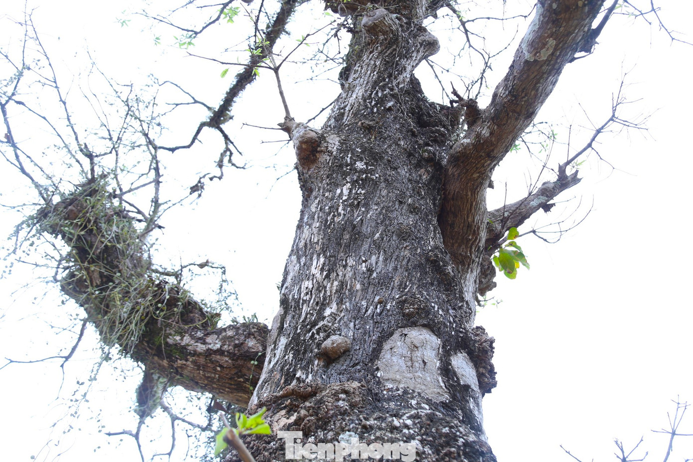 Ông Lang Văn Anh, Trưởng bản Tỉn Pù cho biết, không ai trong bản biết chính xác cây lộc vừng này có từ bao giờ, chỉ biết từ khi sinh ra đã thấy cây sừng sững như thế này rồi. Trưởng bản Tỉn Pù cho biết, đã có nhiều tay buôn cây cảnh tìm đến bản hỏi mua cây lộc vừng, trả giá cao nhưng bà con dân bản quyết không bán.