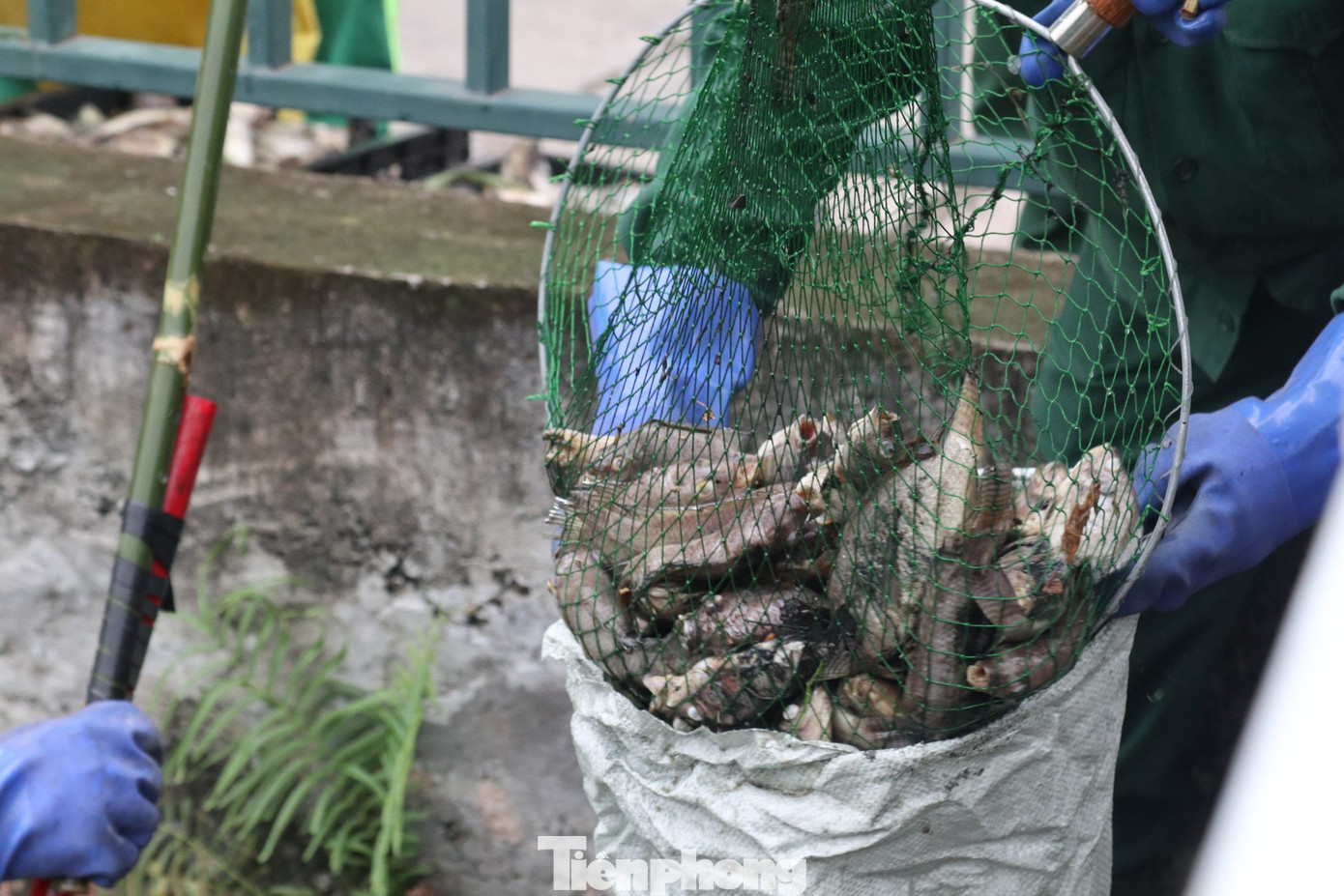 Cá chết được thu gom, vận chuyển đi chôn lấp