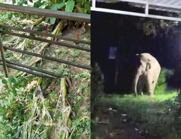 Voi dẫm gãy chuối ở vùng gần nhà dân