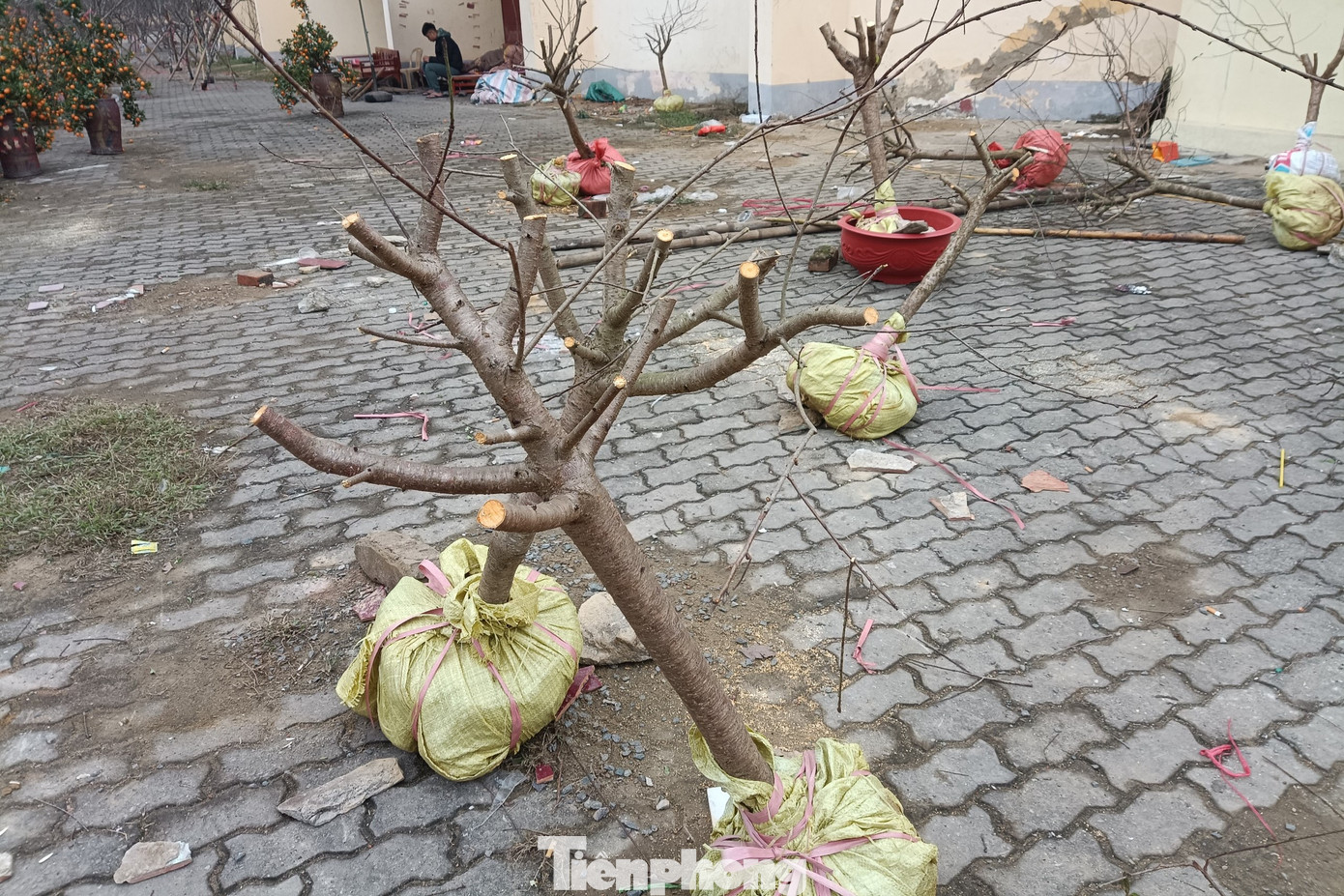 Anh Hồng, người chặt đào cho biết năm nay kinh doanh ế ẩm, khách vào xem thì nhiều mà mua thì rất ít. Anh nhập về hơn 100 gốc đào, bắt đầu bán từ Rằm tháng Chạp đến nay mới chỉ được vài chục cây. Mặc dù còn 2 ngày để kinh doanh nữa, anh quyết định nghỉ bán hàng để về quê lo Tết.