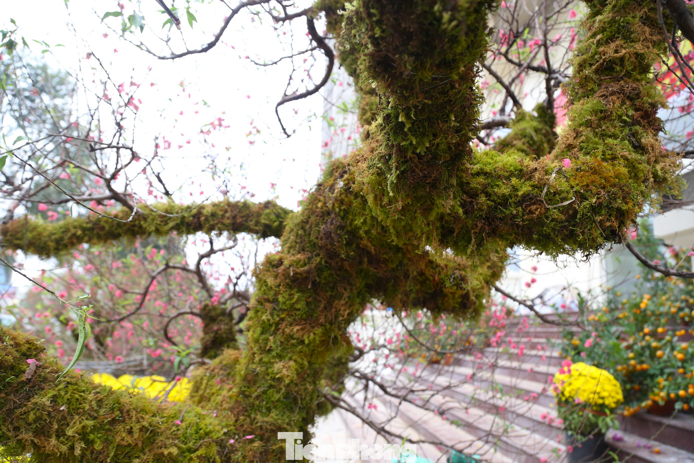 Những mảng rêu bám trên thân cây, vừa làm tăng sự thẩm mỹ, vừa cung cấp độ ẩm cho cây.