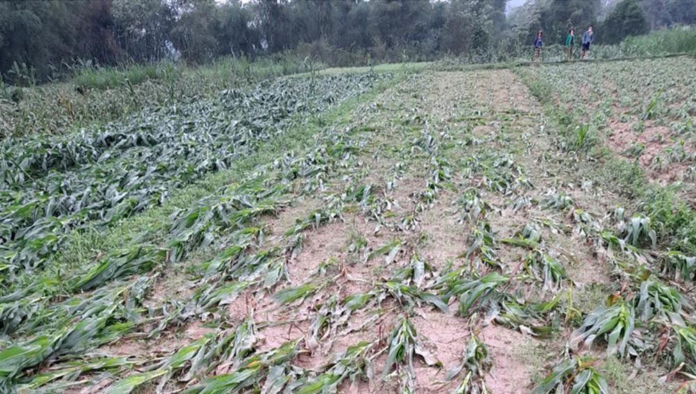 Nhiều diện tích hoa màu bị hư hại Nhiều diện tích hoa màu bị hư hại