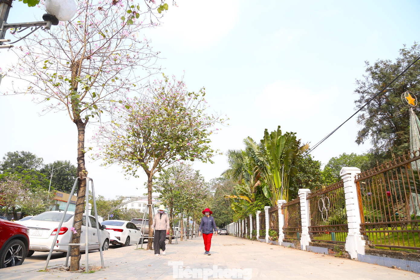 Đường Hồ Tùng Mậu là một trong những con phố trung tâm thành phố Vinh, Nghệ An. Cuối năm 2019, gắn với việc hình thành phố đi bộ, thành phố Vinh đã chỉnh trang, nâng cấp, hoàn thiện hạ tầng và trồng hơn 200 cây hoa ban.