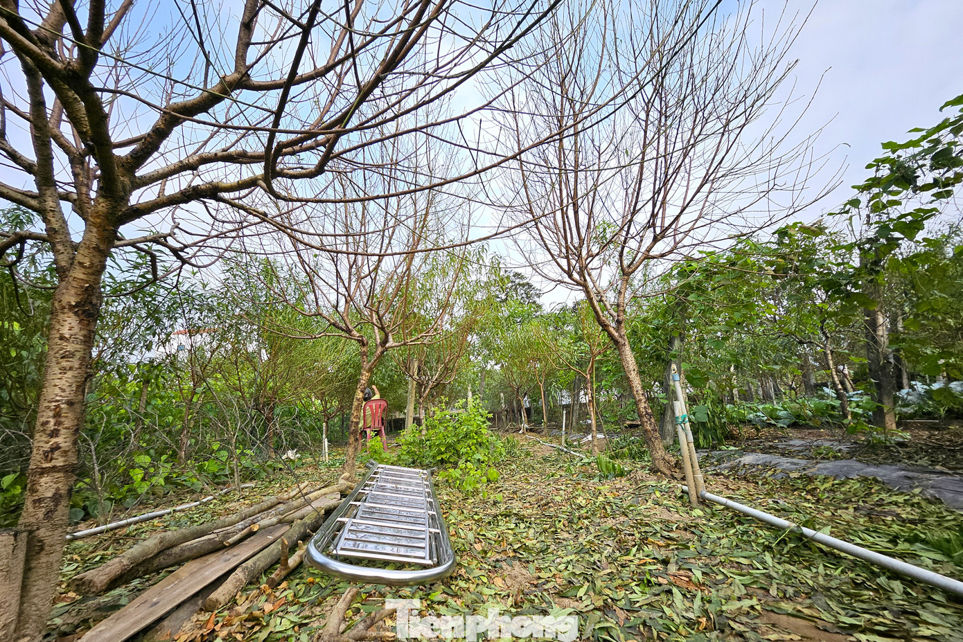 Năm nay, thời tiết thuận lợi nên cây đào sinh trưởng và phát triển tốt hơn. Người trồng đào nơi đây đang rất kỳ vọng mùa đào năm nay sẽ mang lại bội thu cả về năng suất lẫn giá thành.