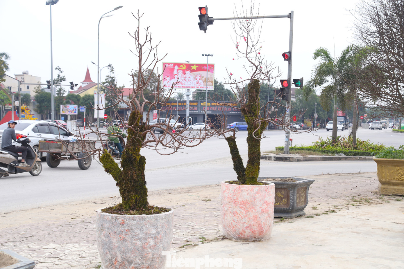 Nếu trước Tết, những gốc đào này được bán với giá cả chục triệu đồng thì nay thanh lý từ 500 nghìn đồng đến 1 triệu đồng để thu hồi vốn. Mặc dù giá rẻ chạm đáy nhưng buộc phải chấp nhận vì không còn phương án nào khác khi giờ đây Tết đã qua, người dân đã không còn nhu cầu mua cây cảnh nhiều nữa.