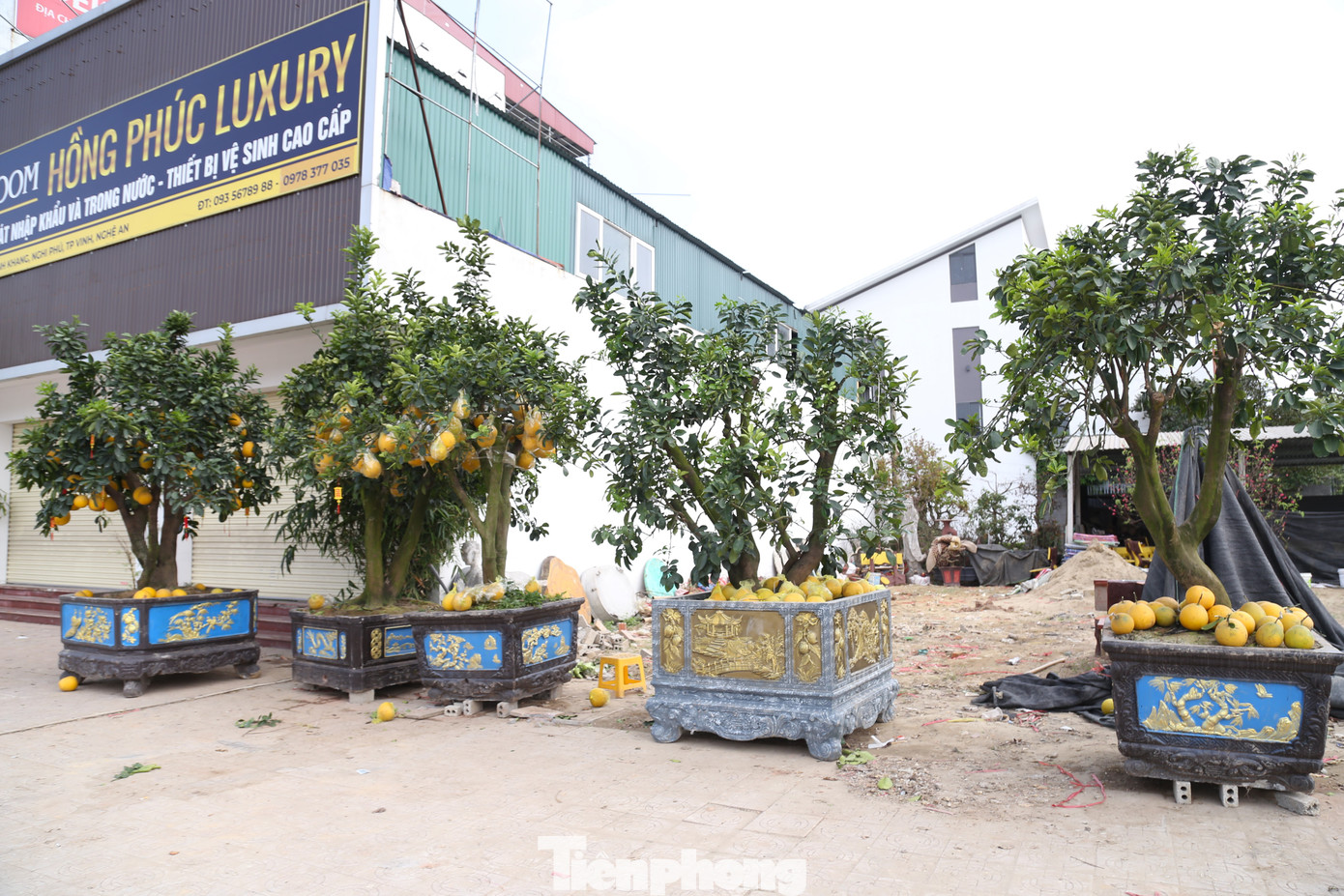 Những cây bưởi Diễn loại to, trước Tết bán với giá từ 40 - 50 triệu đồng, nay chỉ xấp xỉ 10 triệu đồng. Đối với những cây loại nhỏ, trước đây bán từ 10 – 15 triệu đồng, nay chỉ còn từ 2 – 5 triệu đồng, nhưng không có người hỏi mua.