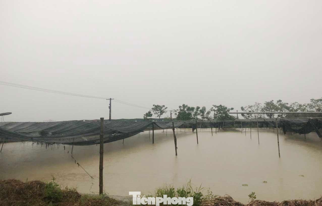 Nhiều diện tích rau màu của bà con xã Hưng Đông ngập sâu do mưa lớn