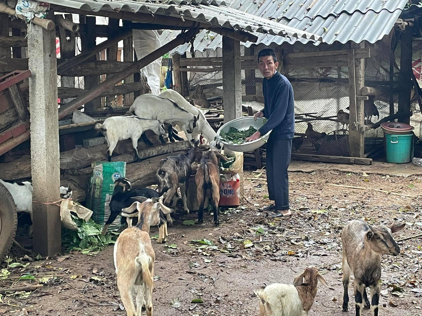 Phát triển chăn nuôi từ nguồn vay của ngân hàng CSXH huyện Nghĩa Đàn Phát triển chăn nuôi từ nguồn vay của ngân hàng CSXH huyện Nghĩa Đàn