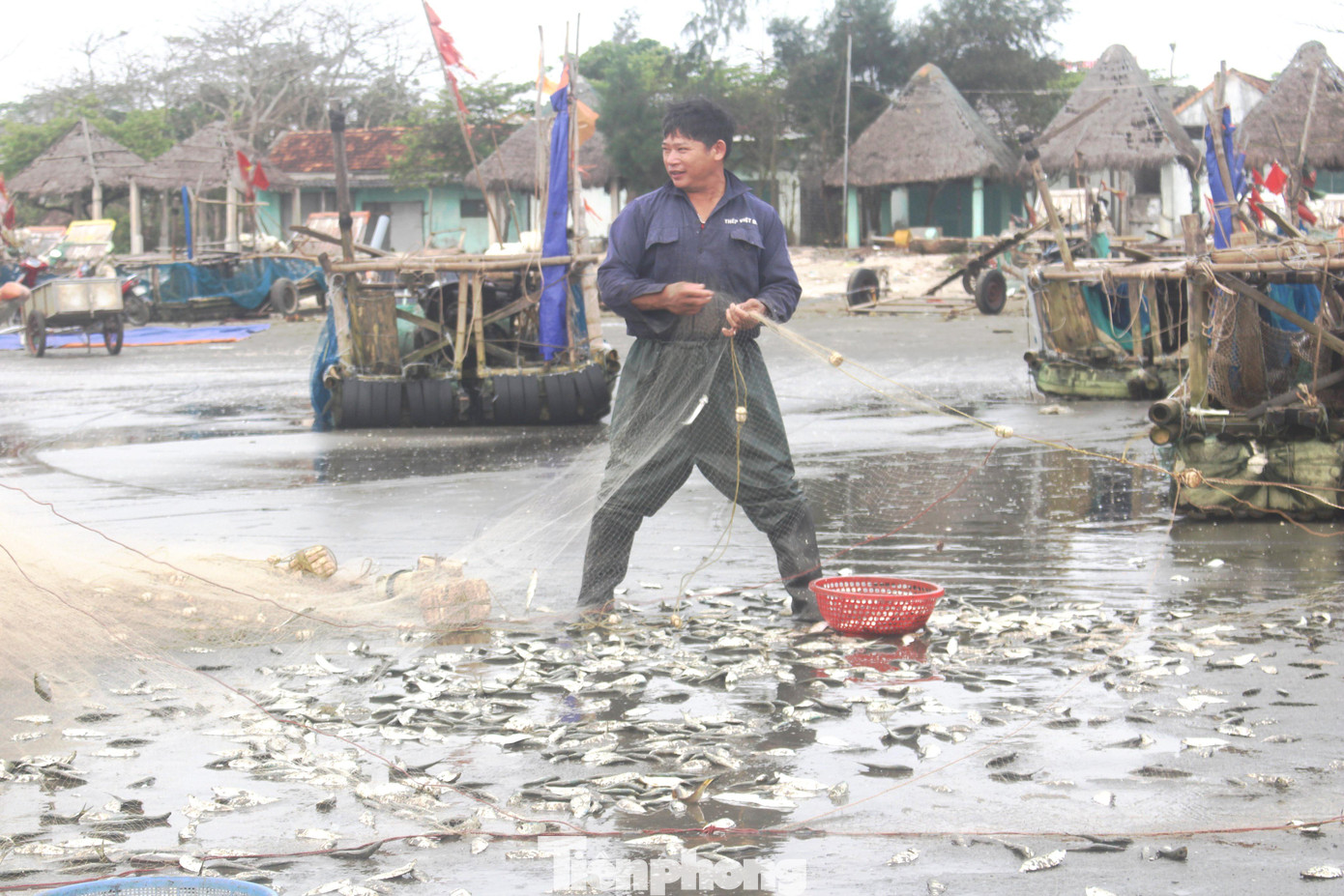Ngư dân phấn khởi khi trúng đậm cá trích