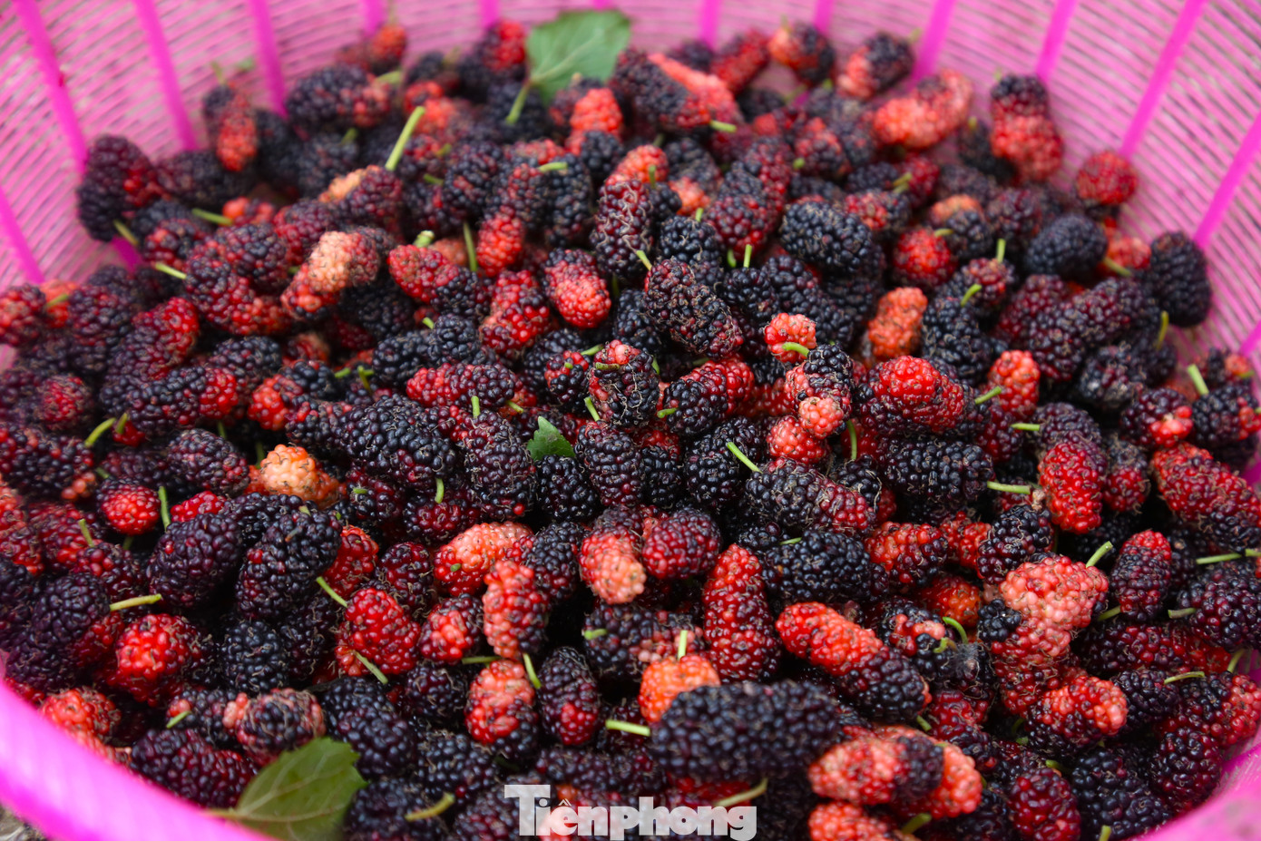 Quả dâu khi chín có màu đỏ thẫm hoặc đen mọng; vị chua ngọt và rất nhiều nước. Dâu tằm có thể ngâm rượu, làm si rô, nước giải khát...