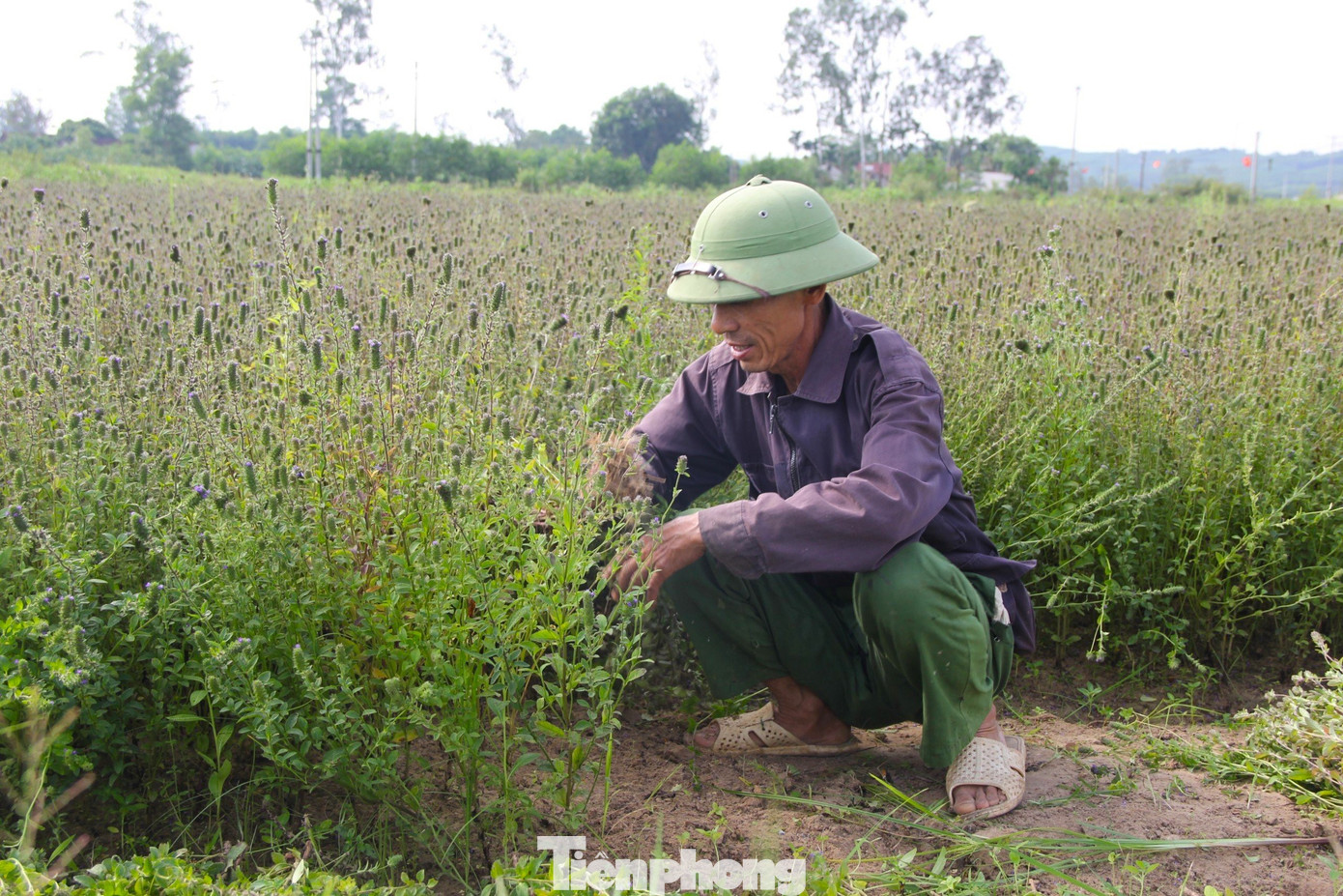 Theo ông Hồng, so với trồng lúa thì năng suất của nhân trần cao hơn nhiều lần. Một sào lúa vụ này đạt 2 - 3 tạ, giá bán chỉ được khoảng trên 1,5 triệu đồng, còn nhân trần sẽ được bán hơn 6 triệu đồng/sào.