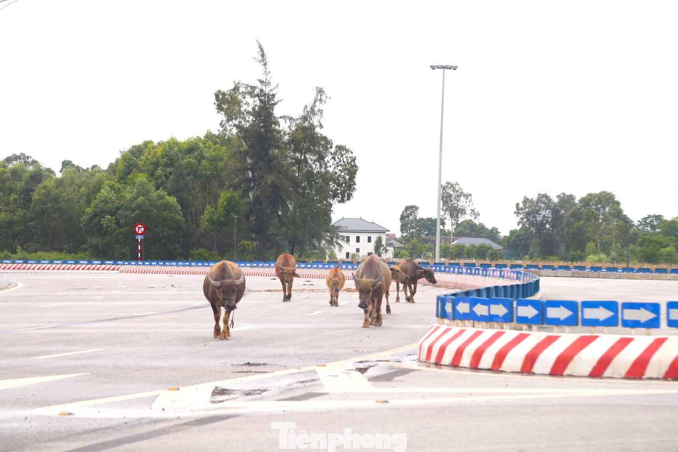 Trâu, bò thong dong như đi giữa đường làng