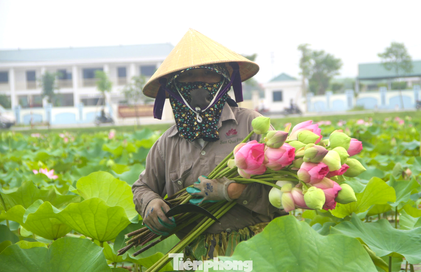 Công việc thu hoạch sen không quá vất vả, tuy nhiên phải làm vào sáng sớm hoặc chiều muộn để tránh thời gian ong, bướm thụ phấn. Khi hoa sen thụ phấn, các cánh hoa rất dễ rụng. “Mùa thu hoạch sen kéo dài từ tháng Năm đến tháng Tám. Nhưng dịp này vẫn cao điểm nhất khi có nhiều đoàn khách về dâng hương thường dừng lại mua hoa sen”, bà Hồ Thị Hà (trú xã Kim Liên) chia sẻ.