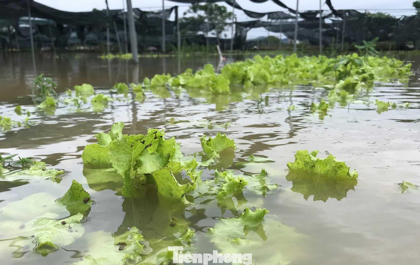 Ghi nhận tại các xóm Vinh Xuân, Mỹ Hậu (xã Hưng Đông), nhiều luống rau bị hư hỏng hoàn toàn do bị ngâm nước quá lâu, tiêu úng chậm. Một số luống nước đã rút thì rau cũng bị dập nát.