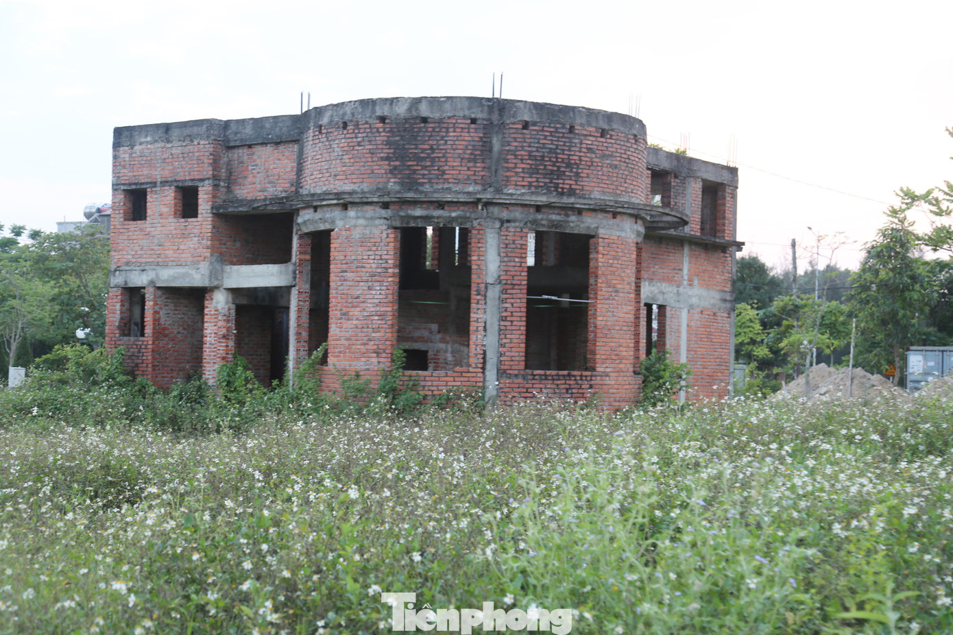 Cỏ dại mọc um tùm