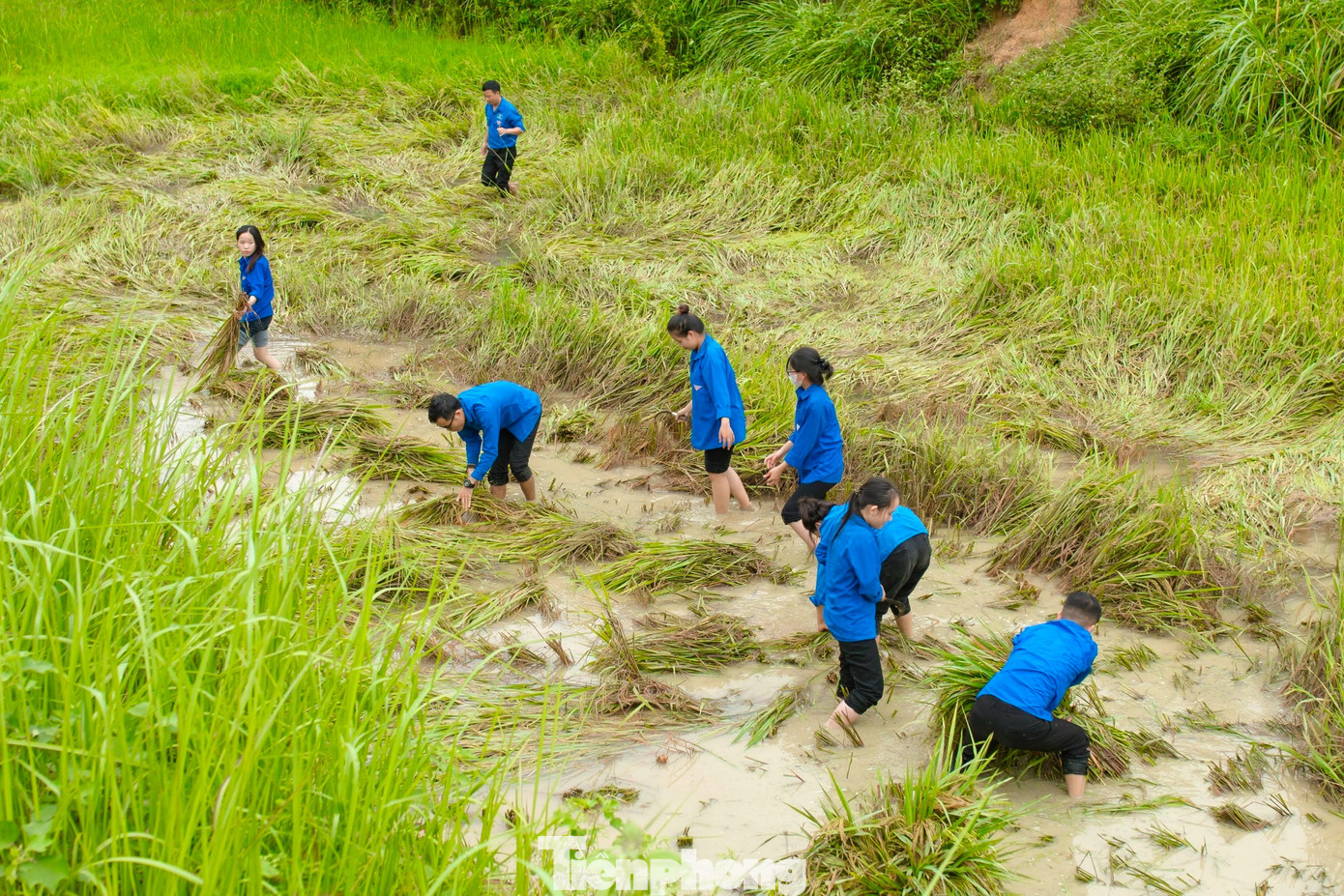 Đoàn viên thanh niên lội ruộng gặt lúa.