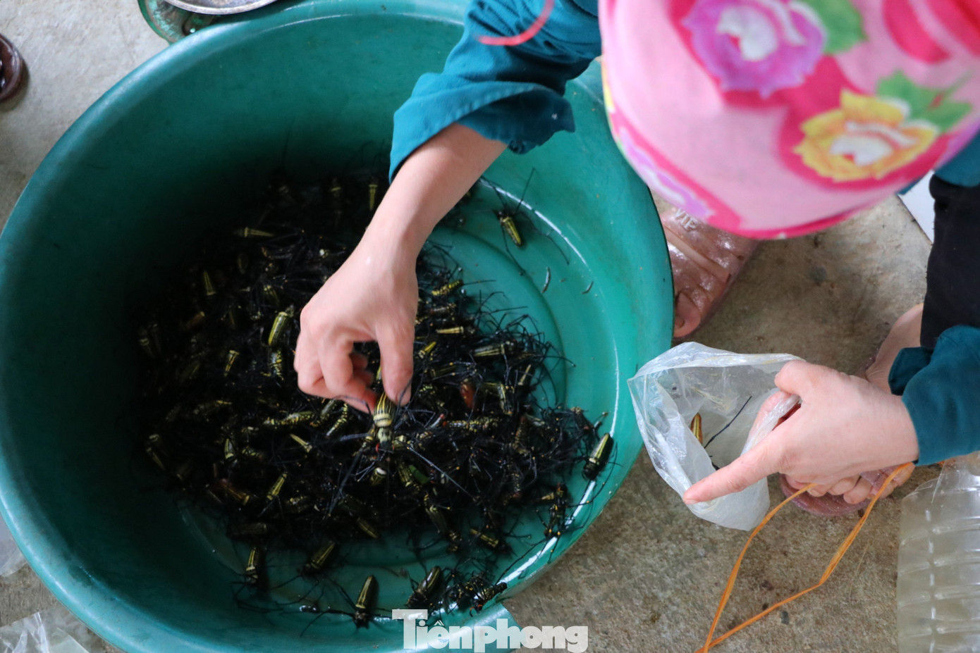 Kinh nghiệm nhiều năm đi săn nhện, bà Trần Thị Nghĩa (SN 1966, trú tại Làng Cầu, xã Lăng Thành) cho biết, bắt nhện rừng không cần bí quyết hay kỹ năng gì đặc biệt, chỉ cần chịu khó. Người đi bắt chỉ cần dùng chiếc sào, một đầu có mấu, ngoắc vào lưới để nhện rơi xuống đất và nhanh tay bắt lại. Kinh nghiệm nhiều năm đi săn nhện, bà Trần Thị Nghĩa (SN 1966, trú tại Làng Cầu, xã Lăng Thành) cho biết, bắt nhện rừng không cần bí quyết hay kỹ năng gì đặc biệt, chỉ cần chịu khó. Người đi bắt chỉ cần dùng chiếc sào, một đầu có mấu, ngoắc vào lưới để nhện rơi xuống đất và nhanh tay bắt lại.