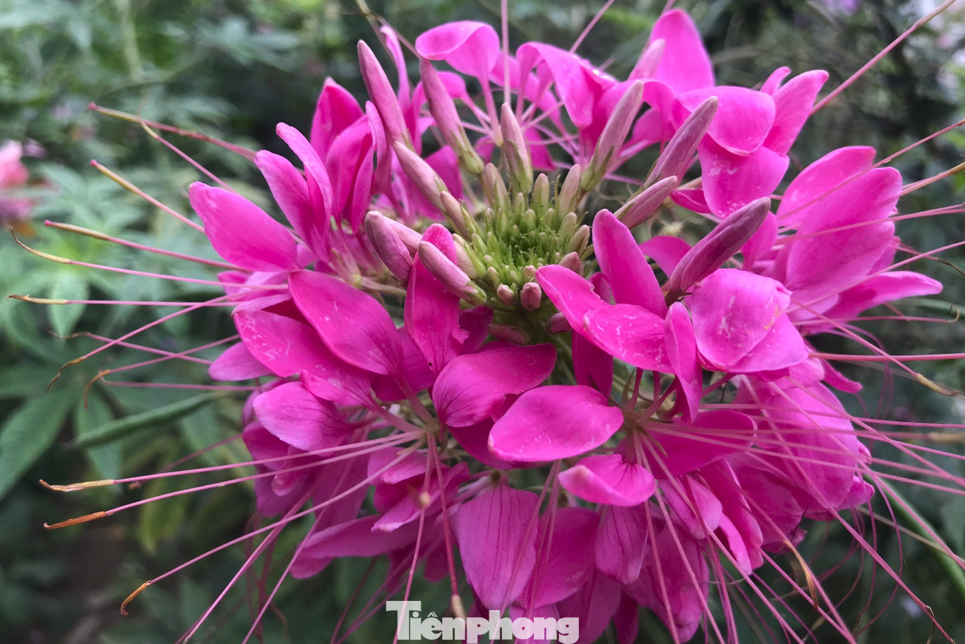 Bông hoa công chúa khoe sắc rực rỡ