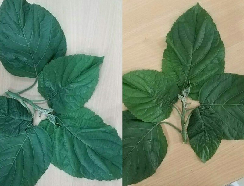 Cây lộc mại là loại thảo dược có độc tính cao