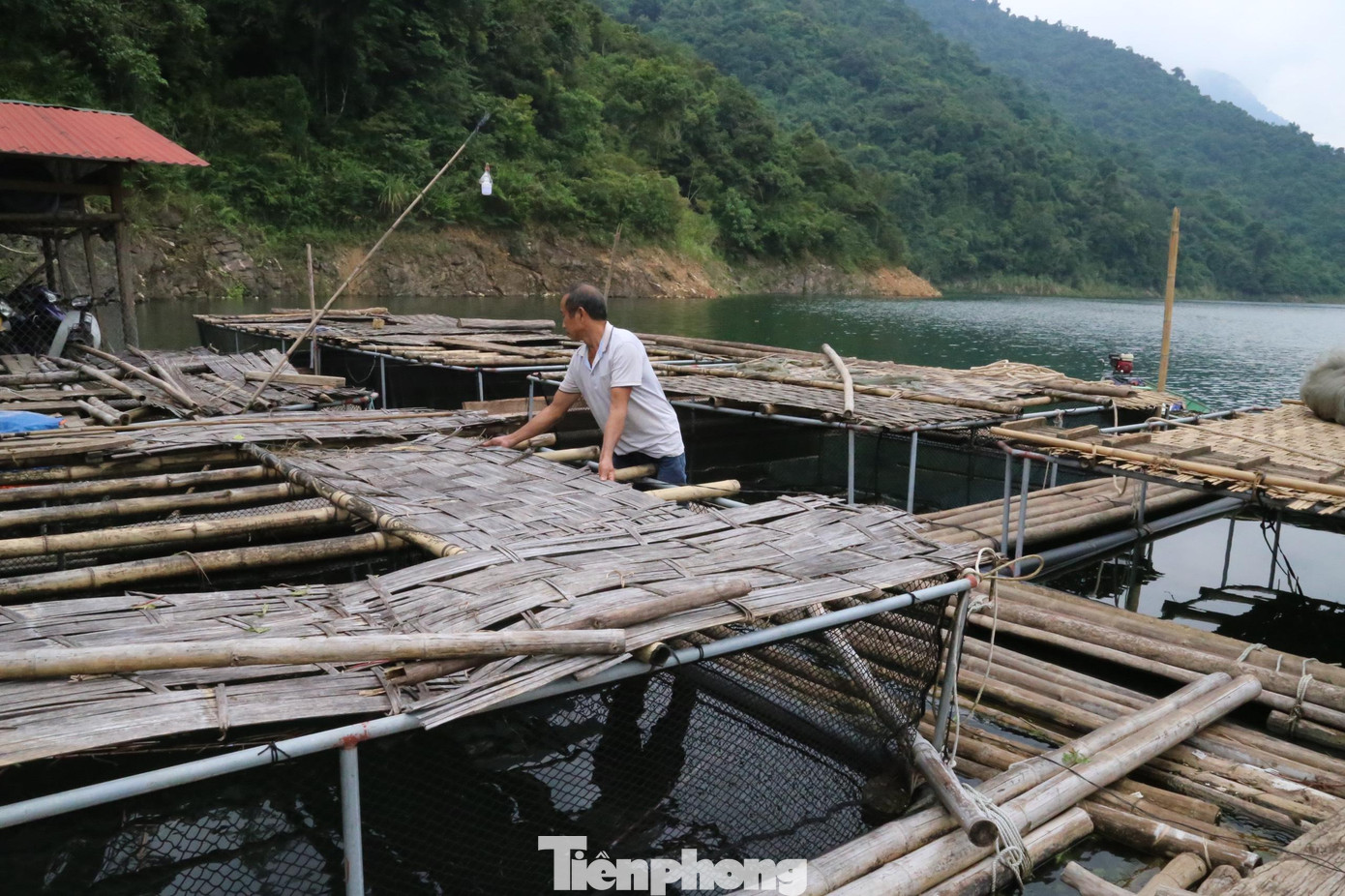 Ông Lô Văn Liên (57 tuổi) sống ở lòng hồ này cũng đã gần 6 năm. Để có tiền trang trải cuộc sống, vợ chồng ông nuôi cá lồng lăn lộn lên rừng chặt nứa, đóng thành bè nuôi cá lồng trên lòng hồ.