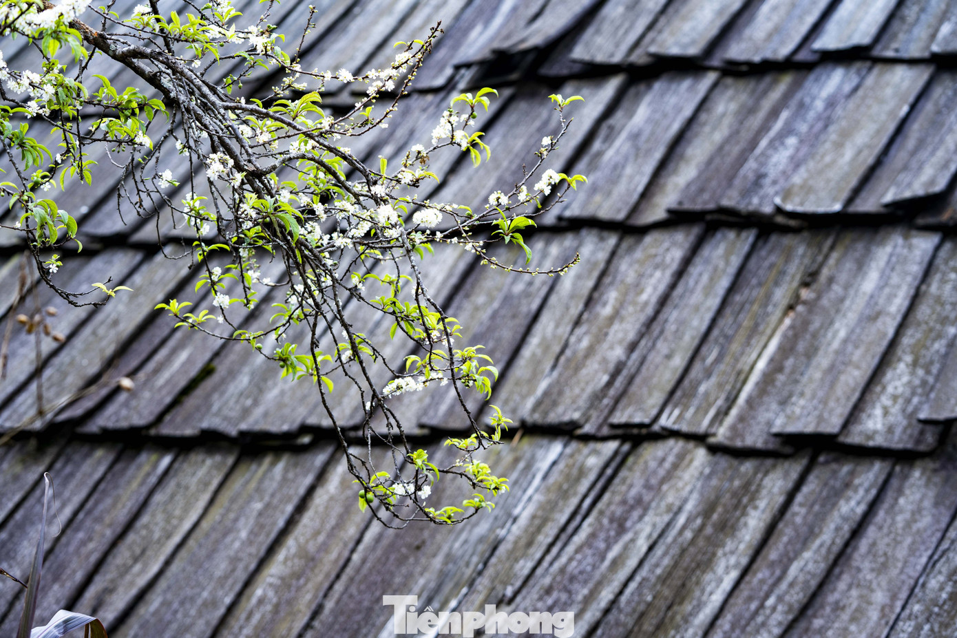 Hoa nở rộ trên những mái nhà samu, cánh hoa mỏng manh tạo nên bức tranh thiên nhiên đầy thi vị, quyến rũ.