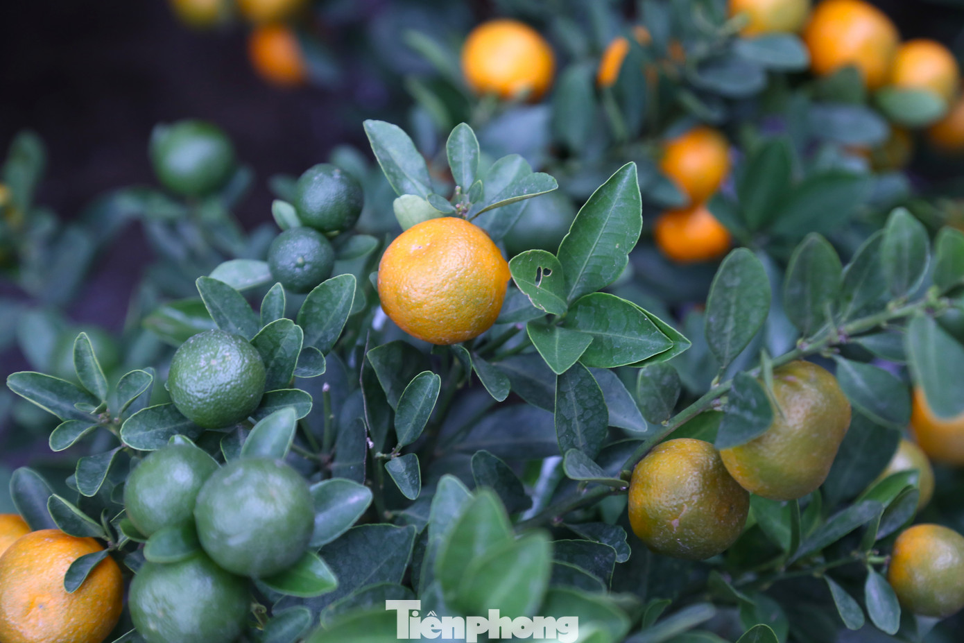 Năm nay, thời tiết khá thuận lợi nên cây quất sinh trưởng tốt và cho quả đẹp. Các chậu quất bonsai có thế đẹp, quả mọng tròn đều, lá xanh, được người dân chọn mua từ sớm.