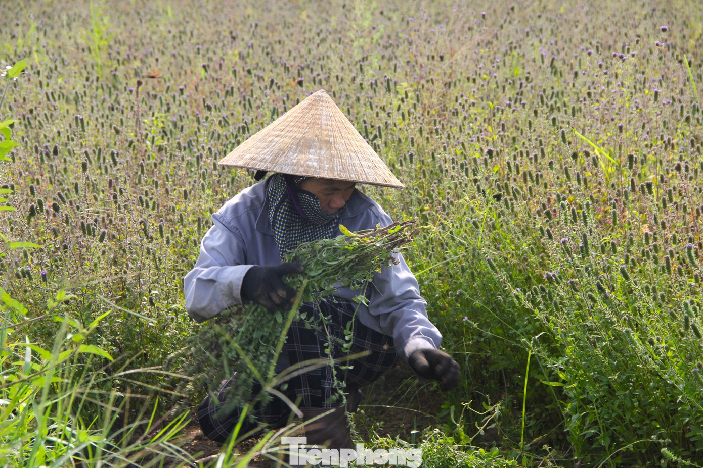 Từ tháng 6, bà con đã gieo giống, sau khoảng 3 tháng cho thu hoạch.