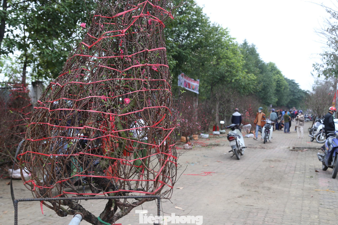Những ngày áp Tết Nguyên đán, tại các chợ hoa ở TP Vinh, Nghệ An tấp nập cảnh mua bán đào, quất và các loại hoa Tết. Rất đông người dân tìm đến đây để thăm thú, mua bán.