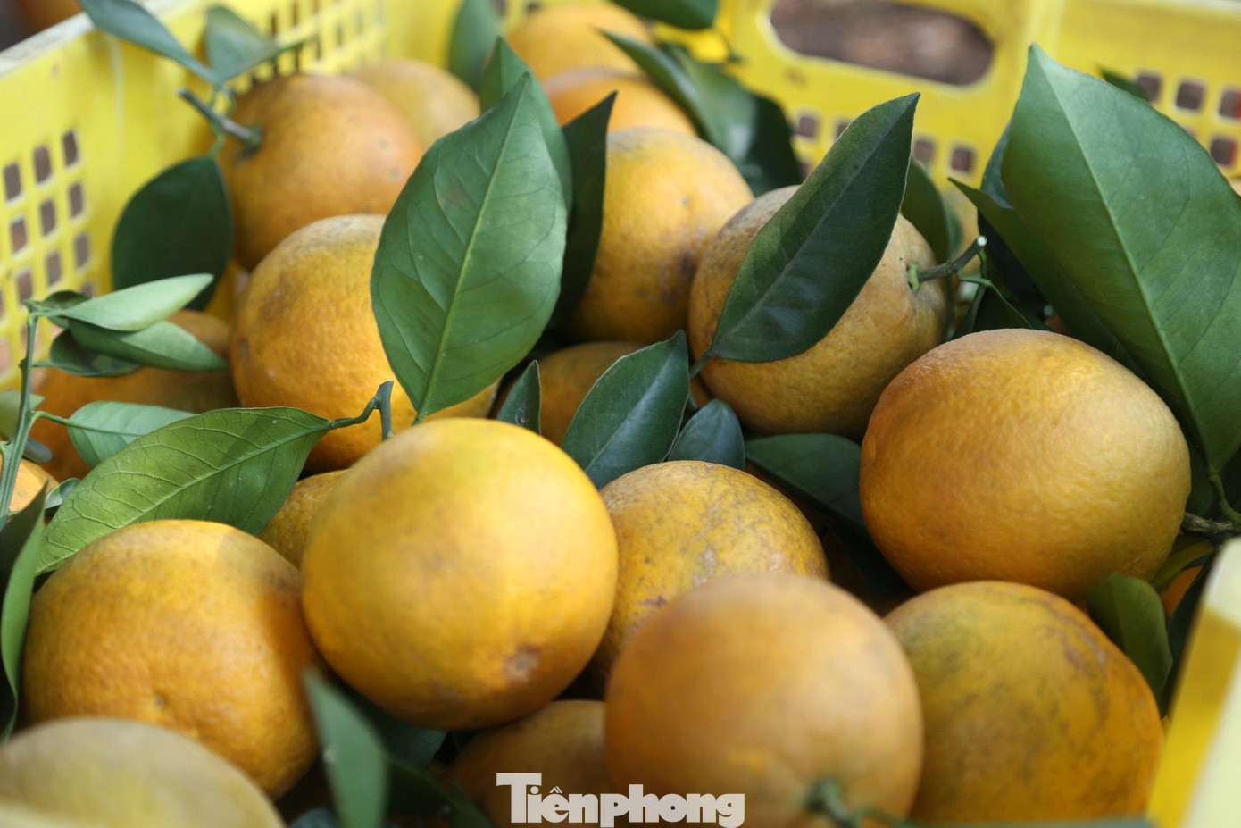 Ngày 27/01/2022, UBND tỉnh Nghệ An đã ký Quyết định chứng nhận cam Đồng Thành đạt sản phẩm OCOP 3 sao.