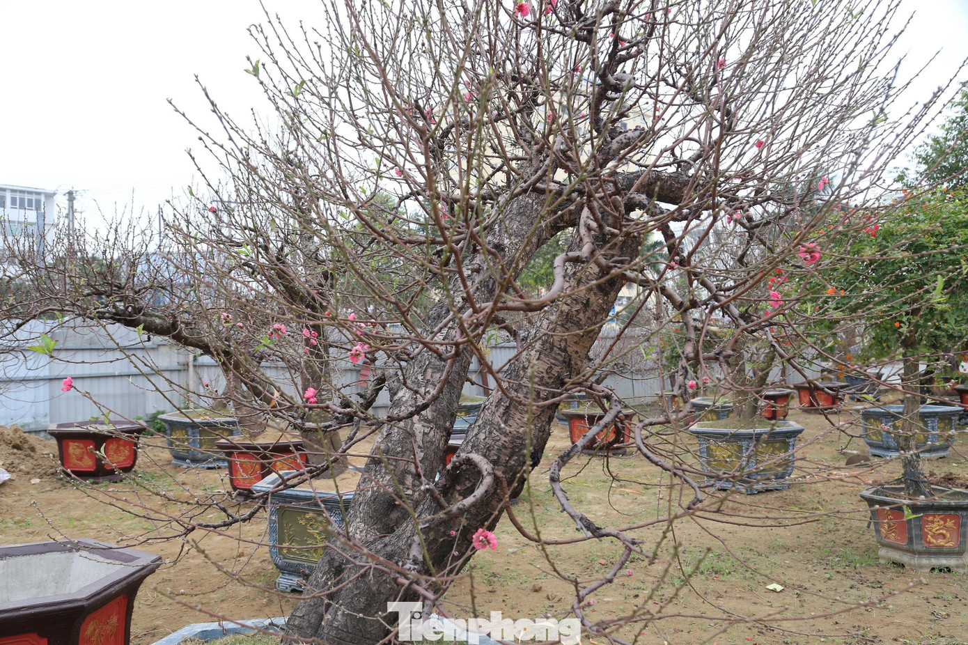 Đây là những gốc đào lâu năm, được chăm sóc, tạo thế tỉ mỉ. Tuy nhiên, chi phí cho mỗi gốc đào lên tới hàng chục triệu đồng. Do đó, nhiều người đã chọn cách thuê đào chơi Tết, không mua đứt.