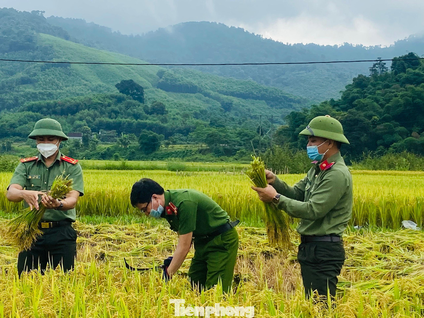 Đón những bao lúa vừa được các đoàn viên, thanh niên gặt, tuốt đưa về tận nhà, ông Lang Vi Thuý xúc động: “Gia đình có 2 đứa con. Một đứa lấy chồng xa, còn đứa con trai thì đang đi nghĩa vụ quân sự. Trong nhà còn chăm sóc cụ bà đã nhiều tuổi ốm đau lâu dài nên lúa đã chín rộ ngoài đồng mà không thể gặt được. Rất may có các cháu đoàn thanh niên, công an hỗ trợ kịp thời. Gia đình tôi cảm ơn lắm”.