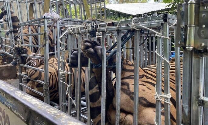 Những con hổ được đánh số và vận chuyển tới Khu sinh thái Mường Thanh Diễn Châu để nhờ chăm sóc trong thời gian phục vụ điều tra.