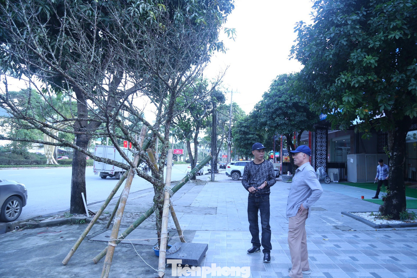 Một cành đào được thương lái định giá lên đến 35 triệu đồng dù hoa ít nhưng nhiều rêu xanh lạ mắt trên đường Đại lộ Lê Nin.