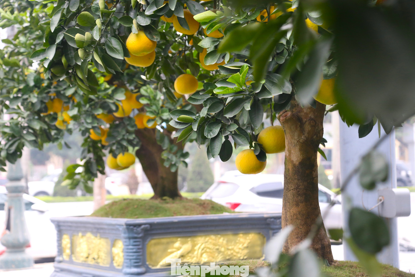 Cây bưởi sai trĩu quả, vàng ươm.