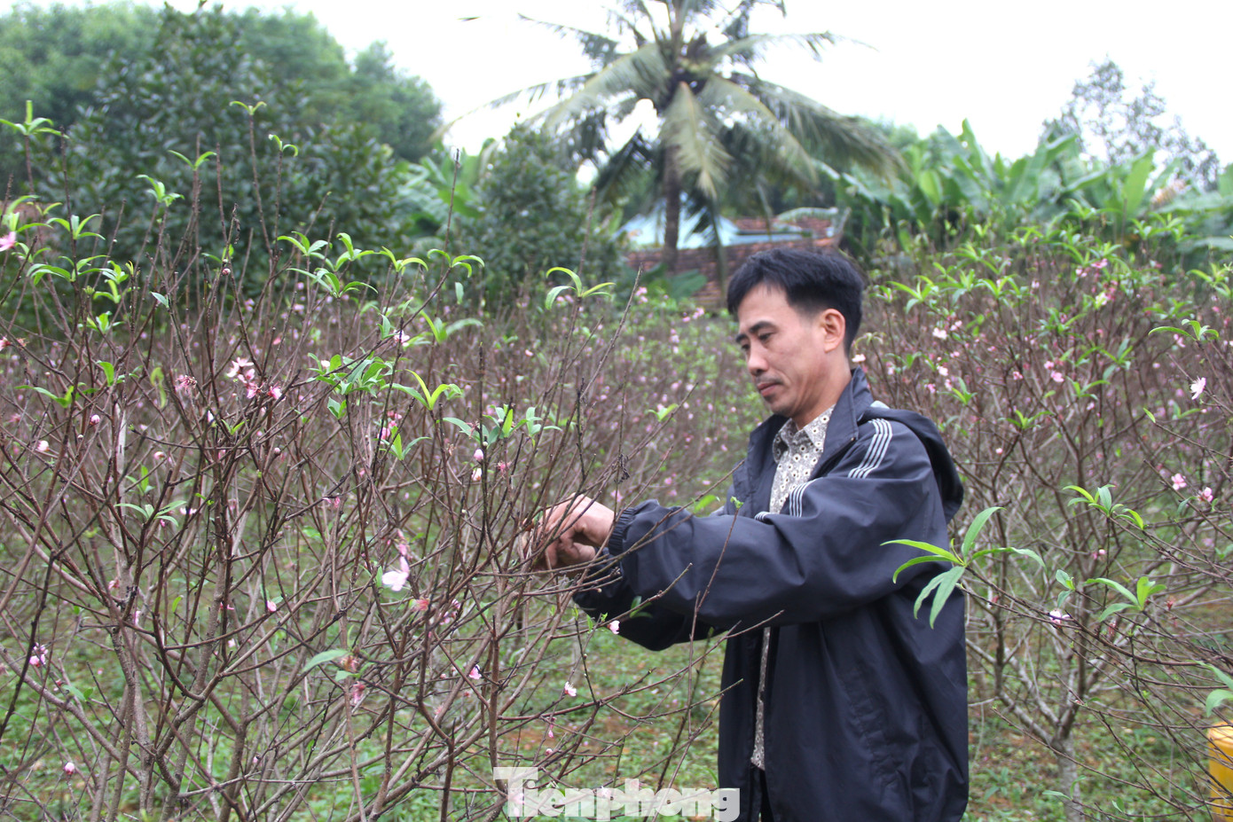 “Đào phai là cây trồng chủ lực và nguồn thu nhập chính của gia đình. Mỗi năm vườn đào này cũng mang lại cho gia đình nguồn thu hơn 100 triệu đồng. Nhưng năm nay, khoảng 70% cây đào đã nở hoa, nghĩa là Tết này nguồn thu nhập sẽ giảm đi đáng kể", anh Long chia sẻ. “Đào phai là cây trồng chủ lực và nguồn thu nhập chính của gia đình. Mỗi năm vườn đào này cũng mang lại cho gia đình nguồn thu hơn 100 triệu đồng. Nhưng năm nay, khoảng 70% cây đào đã nở hoa, nghĩa là Tết này nguồn thu nhập sẽ giảm đi đáng kể", anh Long chia sẻ.